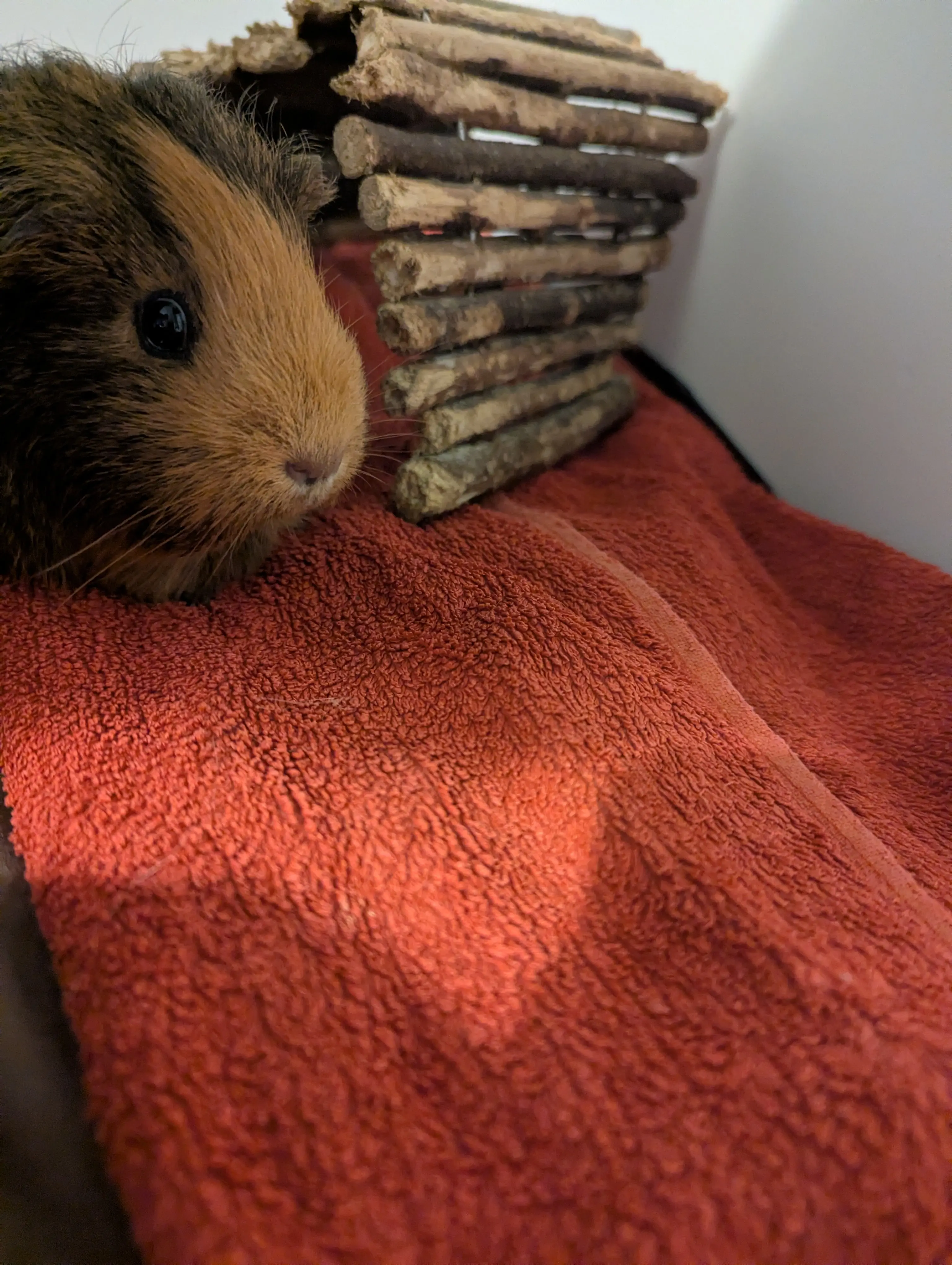 A brown guinea pig sitting on a red towel